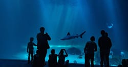 Pourquoi visiter Nausicaá ?